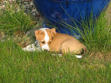 Blanding af racer Tazz - Død 20-02-07 billede 4