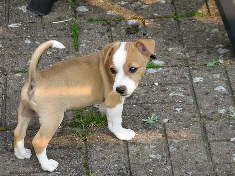 Blanding af racer Tazz - Død 20-02-07 billede 6