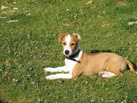 Blanding af racer Tazz - Død 20-02-07 - Var det mig du kaldte på???? billede 8