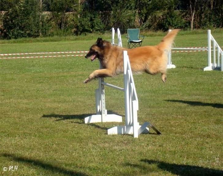 Tervueren Chacami Dess * Himmelhund - Til agility konkurrence d. 5. aug. 2007 billede 8