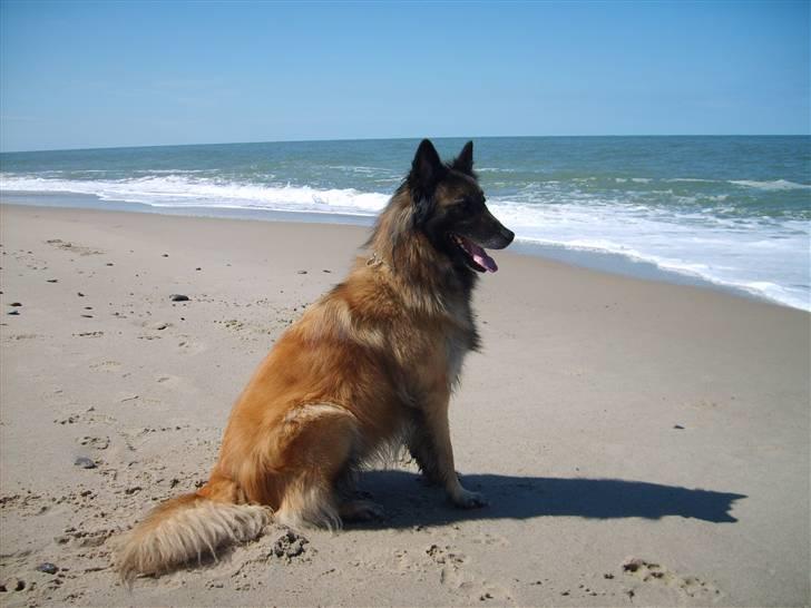 Tervueren Chacami Dess * Himmelhund - Ved vesterhavet juni 2008 billede 9