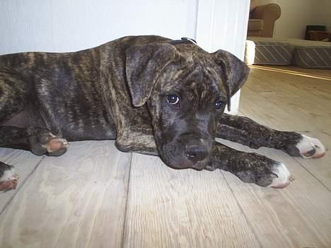 Blanding af racer Taco - Det var ik´mig...nej billede 9