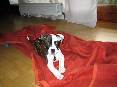 Blanding af racer  Amstaff-Ambulldog. Molly - ligger lige og nyder mit nye hjem... billede 1