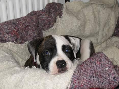 Blanding af racer  Amstaff-Ambulldog. Molly - nu vil jeg put-sove... 1 får, 2 får, 3 får........ Zzzzzz.... billede 2