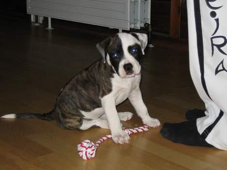 Blanding af racer  Amstaff-Ambulldog. Molly - alting er så stort så stort når man er så lille lille... billede 3