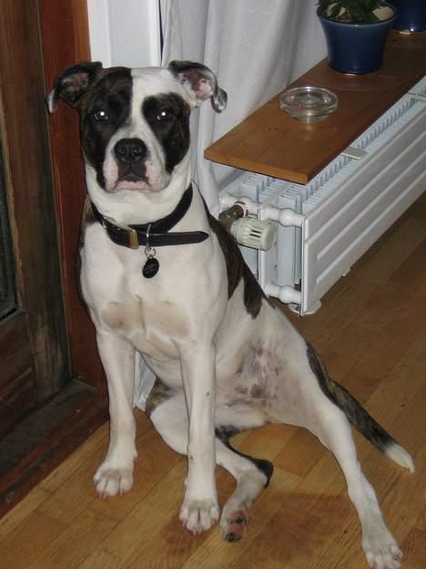 Blanding af racer  Amstaff-Ambulldog. Molly - Nu skal jeg nok sidde vagt her ved døren mor og far... selvom jeg kommer til at byde tyven velkommen. billede 4