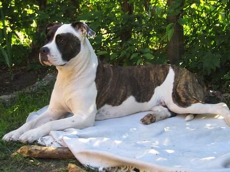 Blanding af racer  Amstaff-Ambulldog. Molly - dejligt med en plads i skyggen på denne varme sommer.  billede 5