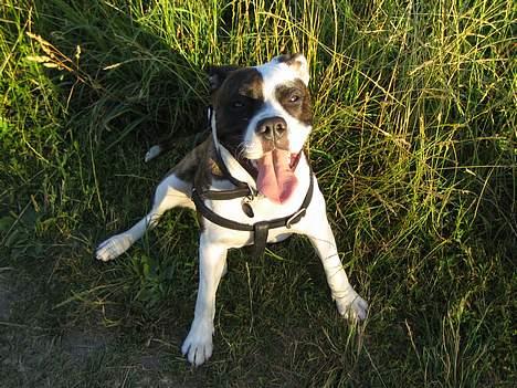 Blanding af racer  Amstaff-Ambulldog. Molly - smil til fotografen molly-pige billede 6