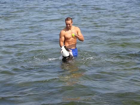 Blanding af racer  Amstaff-Ambulldog. Molly - Giv mig bolden far... min tur.. billede 7