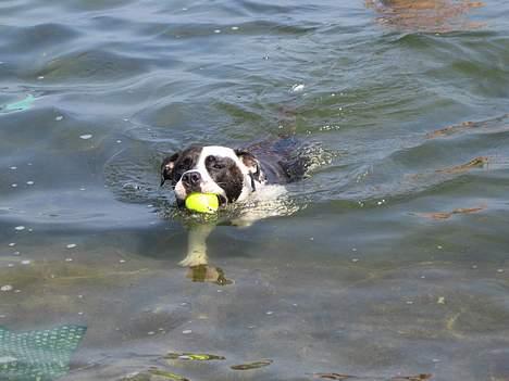 Blanding af racer  Amstaff-Ambulldog. Molly - Jeg fik den. billede 8