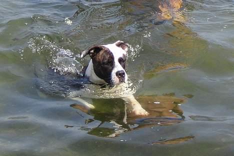 Blanding af racer  Amstaff-Ambulldog. Molly - badenymfe billede 9