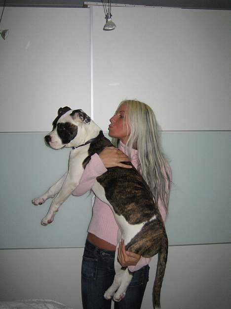 Blanding af racer  Amstaff-Ambulldog. Molly - Et stort kys fra mor... billede 10