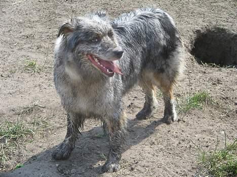 Australian shepherd izzi - endnu en ny udgave af Izzi billede 12