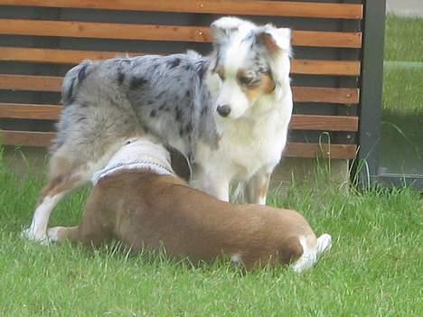 Australian shepherd izzi - ham brutus er vist lidt nærgående billede 14