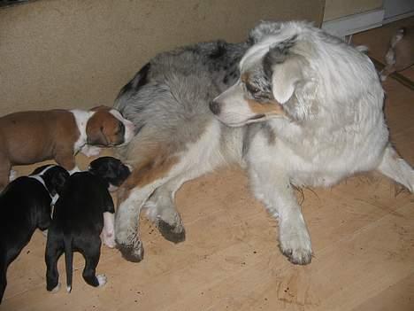 Australian shepherd izzi - de kan også lide mig billede 15