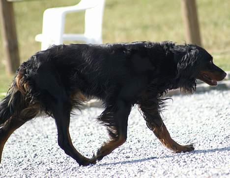 Gordon setter Meggie - Meggie<3 Løber en tur på gårdspladsen :o) billede 6