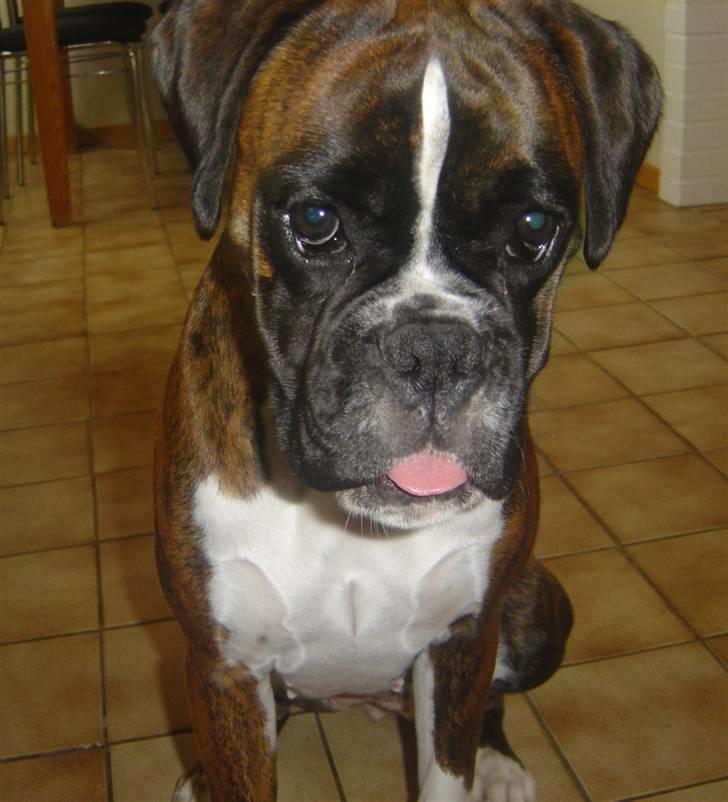 Boxer Gabby - "er jeg ikke bare dejlig?" billede 1