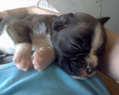 Boxer Gabby - Sov godt lille Gabby (3 uger) billede 2