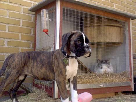 Boxer Gabby - Gabby og vores kanin hygger...    (mellem 10-13 uger) billede 3