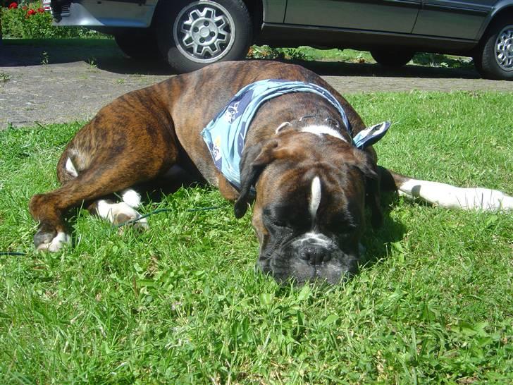 Boxer Gabby - gaab!!! billede 4