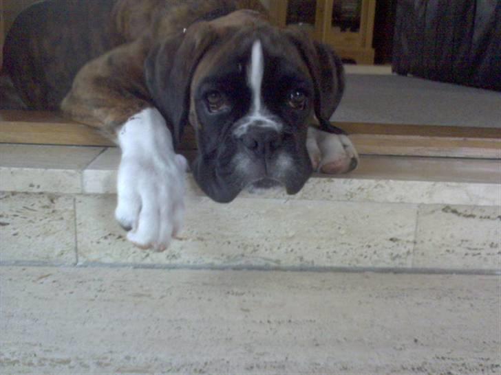 Boxer Gabby billede 5