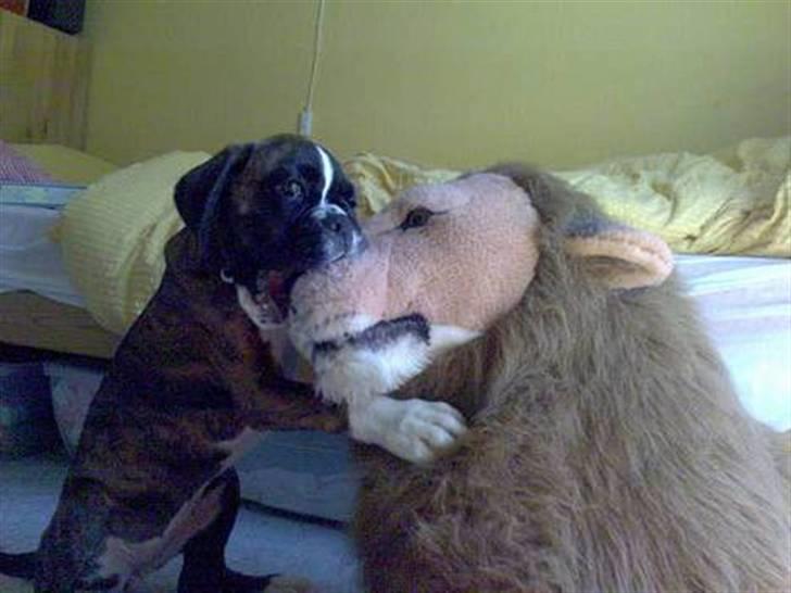 Boxer Gabby - "pas på jeg er farlig" billede 6