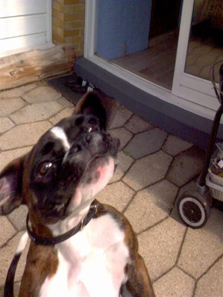 Boxer Gabby - " Se hvad jeg kan! For jeg en godbid nu?" billede 7