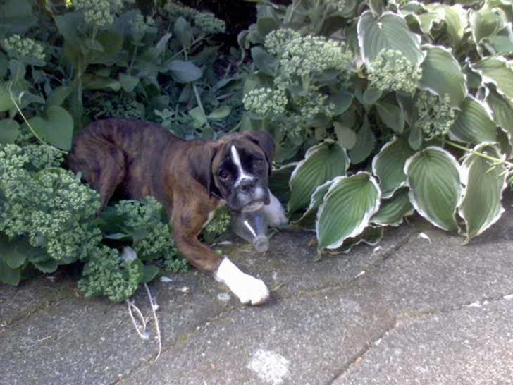 Boxer Gabby - "flasken er MIN og kun MIN!" billede 8