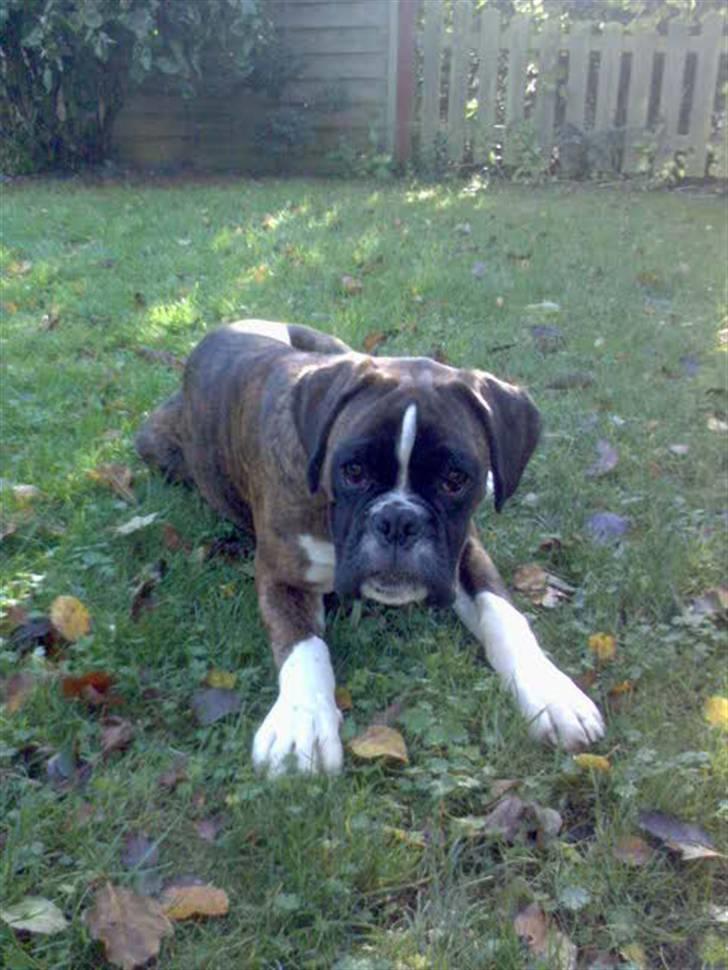 Boxer Gabby billede 9