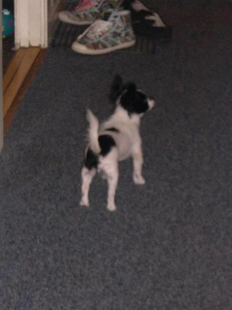 Blanding af racer Daisy billede 5