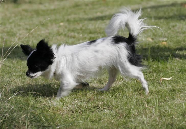 Blanding af racer Daisy - 03102008 billede 6