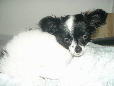 Blanding af racer Daisy - her ligger jeg så og slapper af.. billede 7