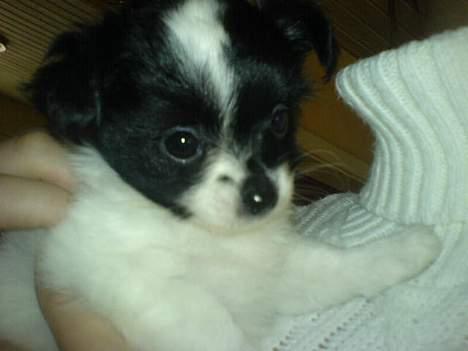 Blanding af racer Daisy billede 8