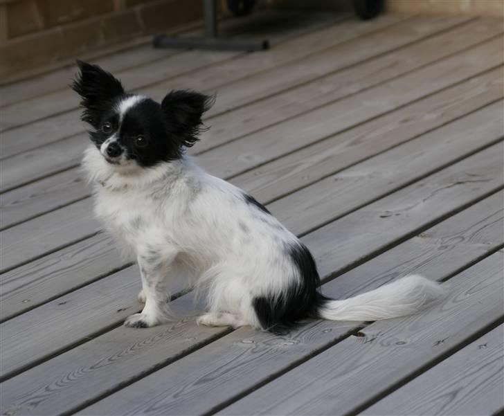 Blanding af racer Daisy - 03102008 billede 9