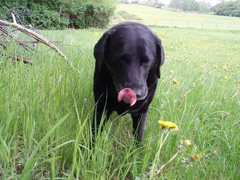 Labrador retriever Dixie  - Her er Dixie oppe i vores sommerhus ude på marken, og hun slikker sig om munden :P billede 6