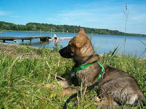 Schæferhund Hedegårds Hunter billede 17