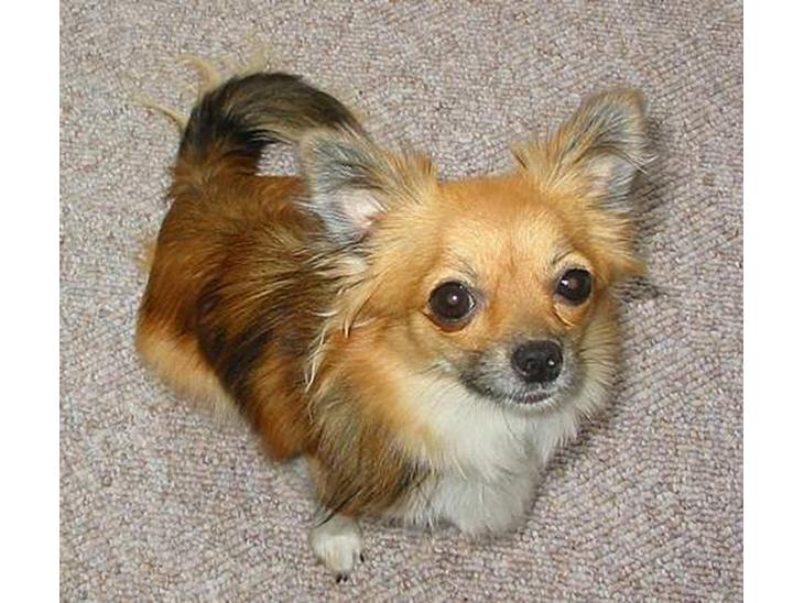 Chihuahua FIE . "RIP". Du er savnet billede 1