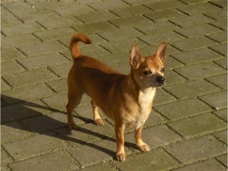 {{currentPhoto.altText}} billede {{currentPhoto.number}}