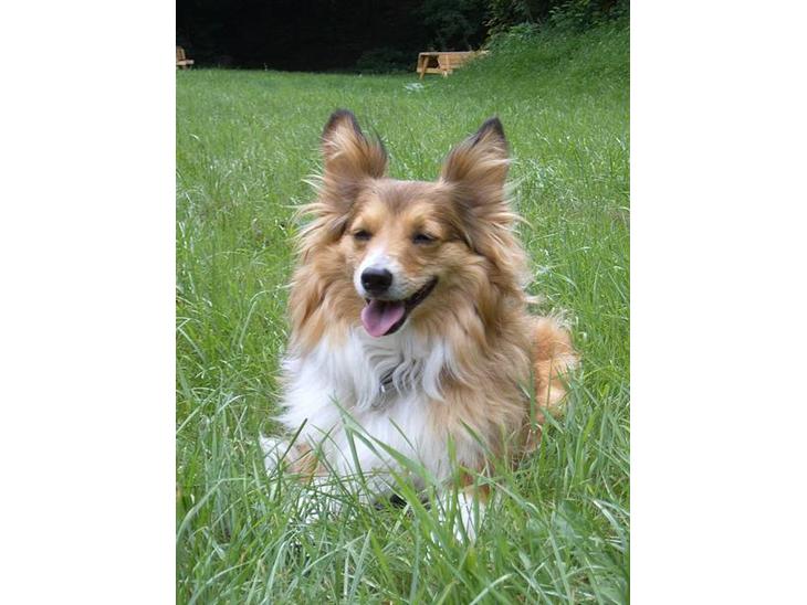 Blanding af racer Lassie billede 1