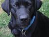 Labrador retriever Mr. Bean 