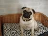 Mops Freja  2005  R.I.P. 