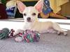 Chihuahua Shorty
