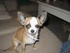 Chihuahua Malou