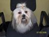 Lhasa apso Fabricius´s Hugo