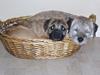 Border terrier Lutra's Victory ( Vicks )