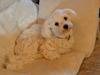 Bichon havanais Donna
