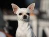 Chihuahua Anton