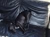 Blanding af racer Silke *Bor hos min venind [Tidl. hund]