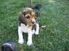 Beagle Hamanns Walther