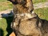Schæferhund Calido
